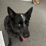 Bulimba, Queensland, Australia