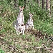 Kooralbyn, Queensland, Australia