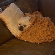 Cannon Hill, Queensland, Australia