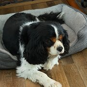 Wishart, Queensland, Australia