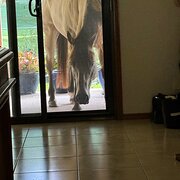 Morayfield, Queensland, Australia