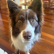 Bardon, Queensland, Australia