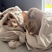 Brisbane - Rochedale South, Queensland, Australia