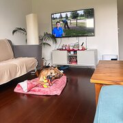 Watsonia, Victoria, Australia