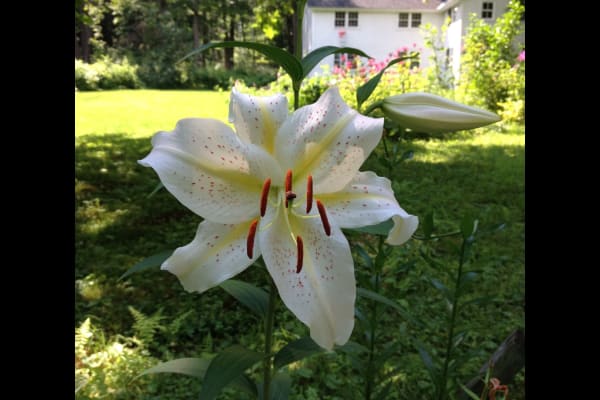 Bristol, Vermont, United States