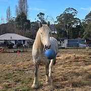 Ellendale, Tasmania, Australia