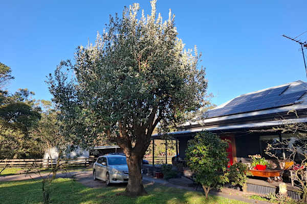 Winchelsea, Victoria, Australia