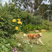 Warwick, Queensland, Australia