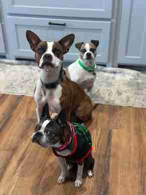 Charing, Ozarks, Bella Vista, Benton, Arkansas United States