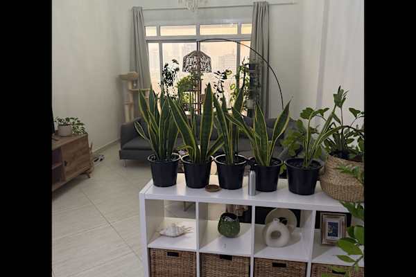 Dubai, Dubai, United Arab Emirates