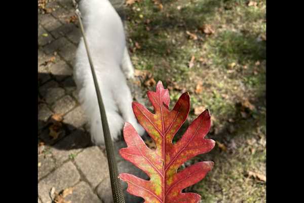 Berkeley Heights, New Jersey, United States