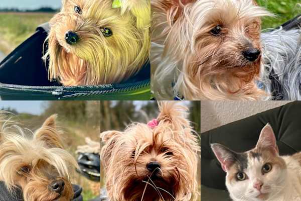 Vejen, South Denmark, Denmark