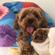 Page, Australian Capital Territory, Australia