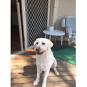 Holt, Australian Capital Territory, Australia