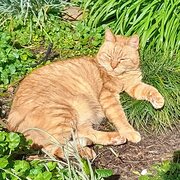 Strathalbyn, South Australia, Australia