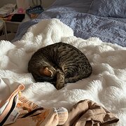 Calwell, Australian Capital Territory, Australia