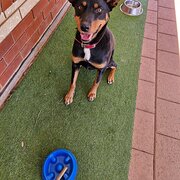 Stirling North, South Australia, Australia