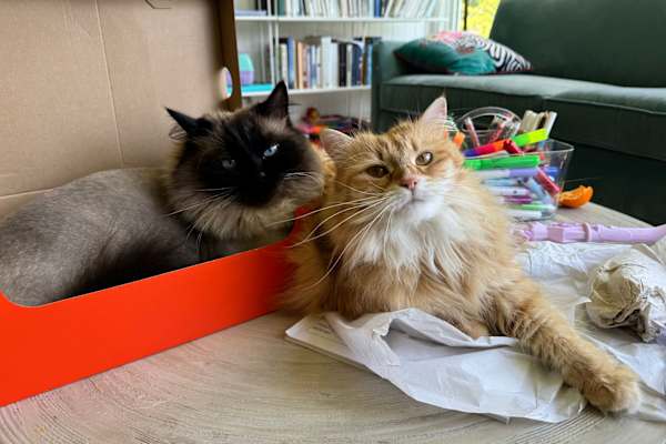 New Haven, Connecticut, United States