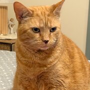 Oakden, South Australia, Australia