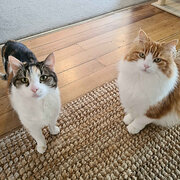 Geilston Bay, Tasmania, Australia