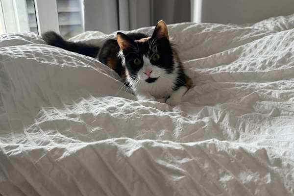 Amsterdam, North Holland, Netherlands