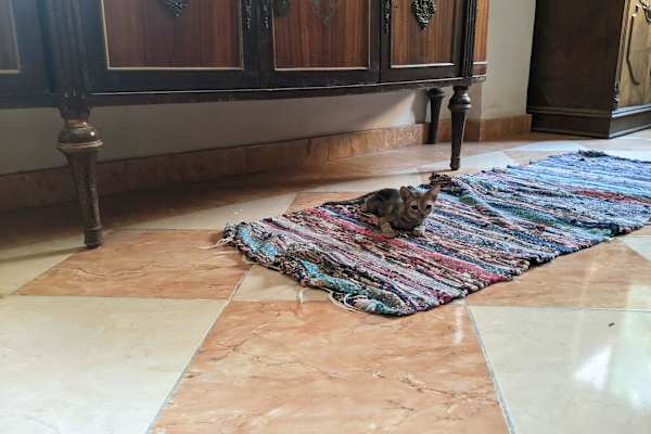 Cairo, Muhafazat al Qahirah, Egypt