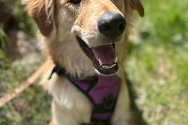 Flagstaff, Arizona, United States