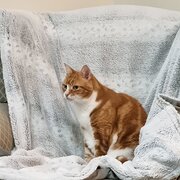 Willaston, South Australia, Australia