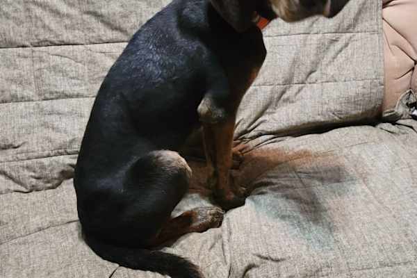 Rocky Mountain House, Alberta, Canada