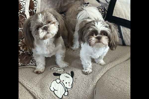 Carrollton, Texas, United States