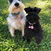 Mitchell Park, South Australia, Australia
