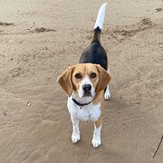 Woy Woy, New South Wales, Australia