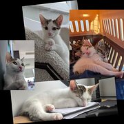 Epping, New South Wales, Australia