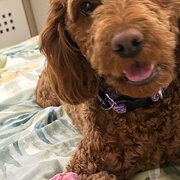 Iluka, Western Australia, Australia