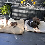 Petersham, New South Wales, Australia