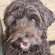 Boronia, Victoria, Australia