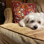 Weybridge, South East England, UK