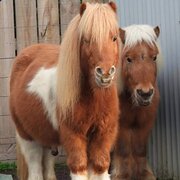 Inverleigh, Victoria, Australia