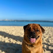 Bondi Beach, New South Wales, Australia