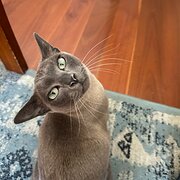 Leichhardt, New South Wales, Australia