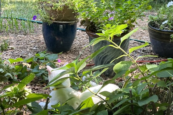 Tulsa, Oklahoma, United States