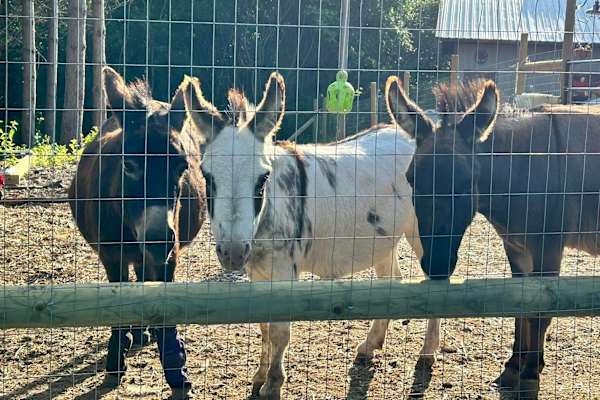Amery, Wisconsin, United States