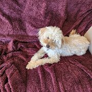 Chisholm, Australian Capital Territory, Australia