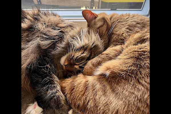 Montréal, Quebec, Canada