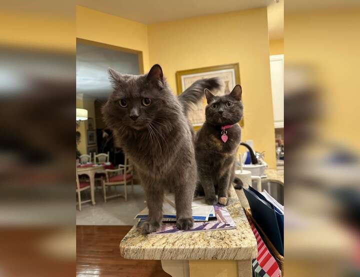 Olney, Maryland, United States