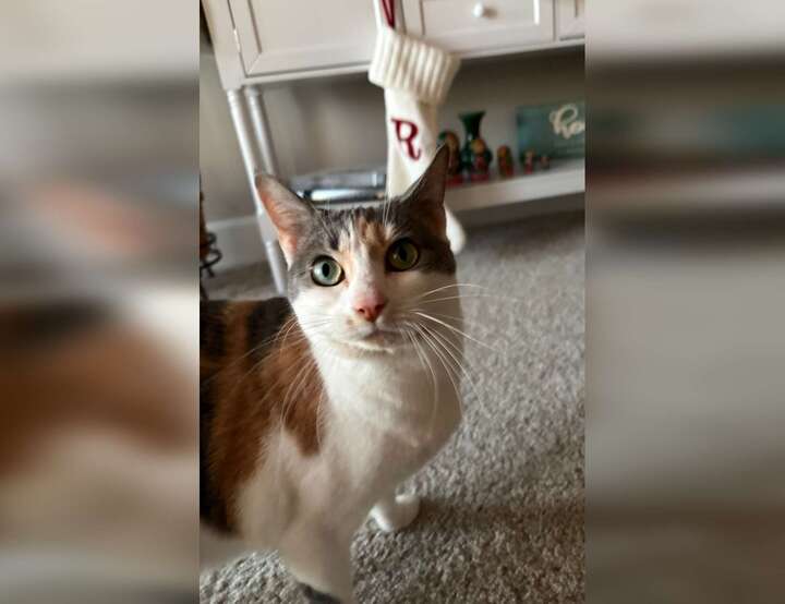 Lake Wylie, South Carolina, United States