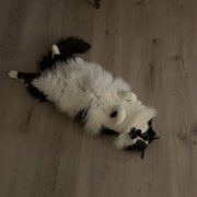 Gungahlin, Australian Capital Territory, Australia