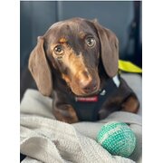 South Arm, Tasmania, Australia