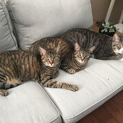 Innaloo, Western Australia, Australia