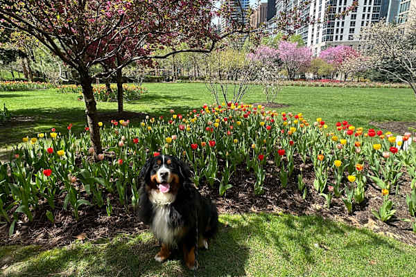 Chicago, Illinois, United States